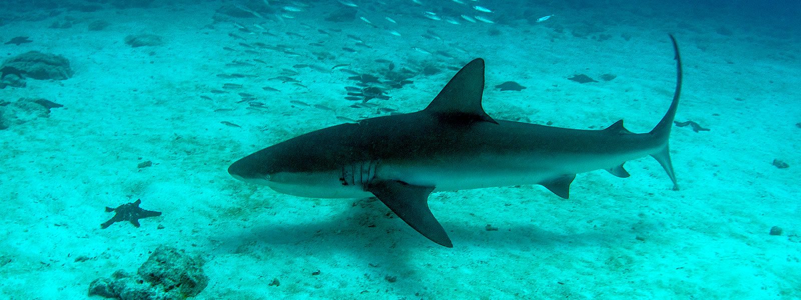 Image of a Galapagos shark, Carcharhinus galapagensis, swimming over a sandy seafloor.