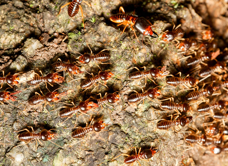 A group of termites. Click for larger image. Click for larger image.