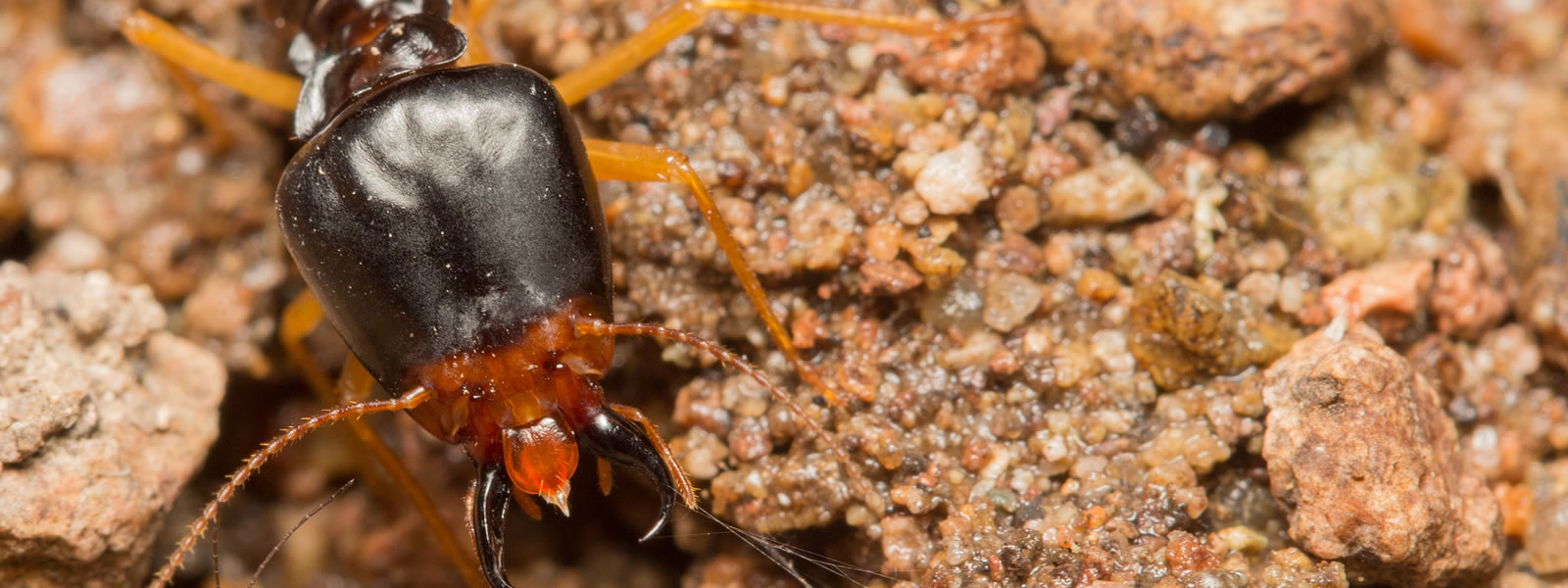 Close-up of a mound-building termite in the genus macrotermes