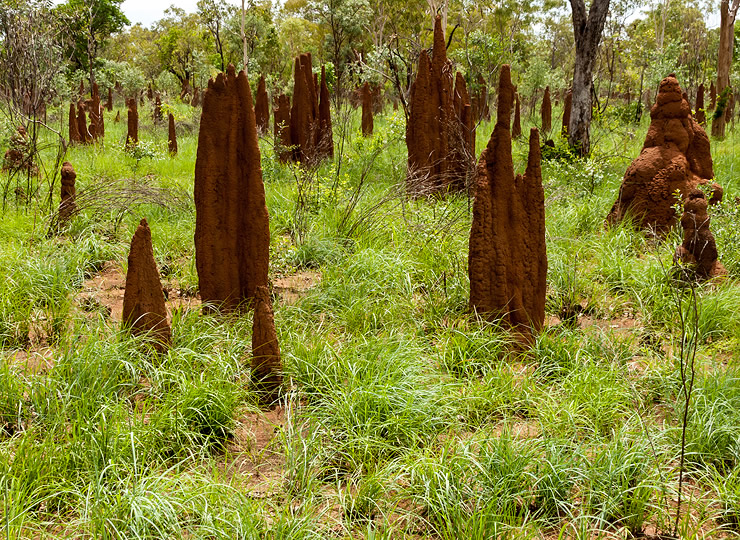 Termite mounds in a savanna ecosystem. Click for larger image.