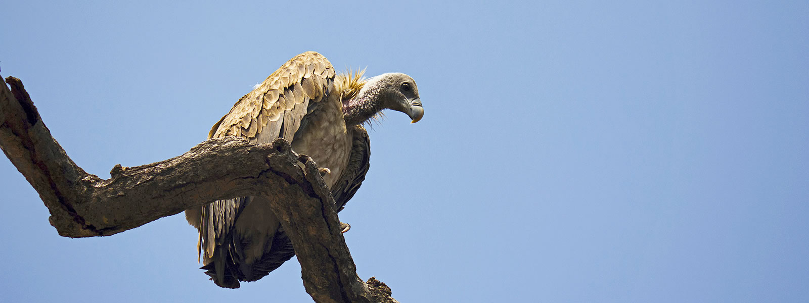 The Indian Vulture Gyps indicus perched on a bare tree branch