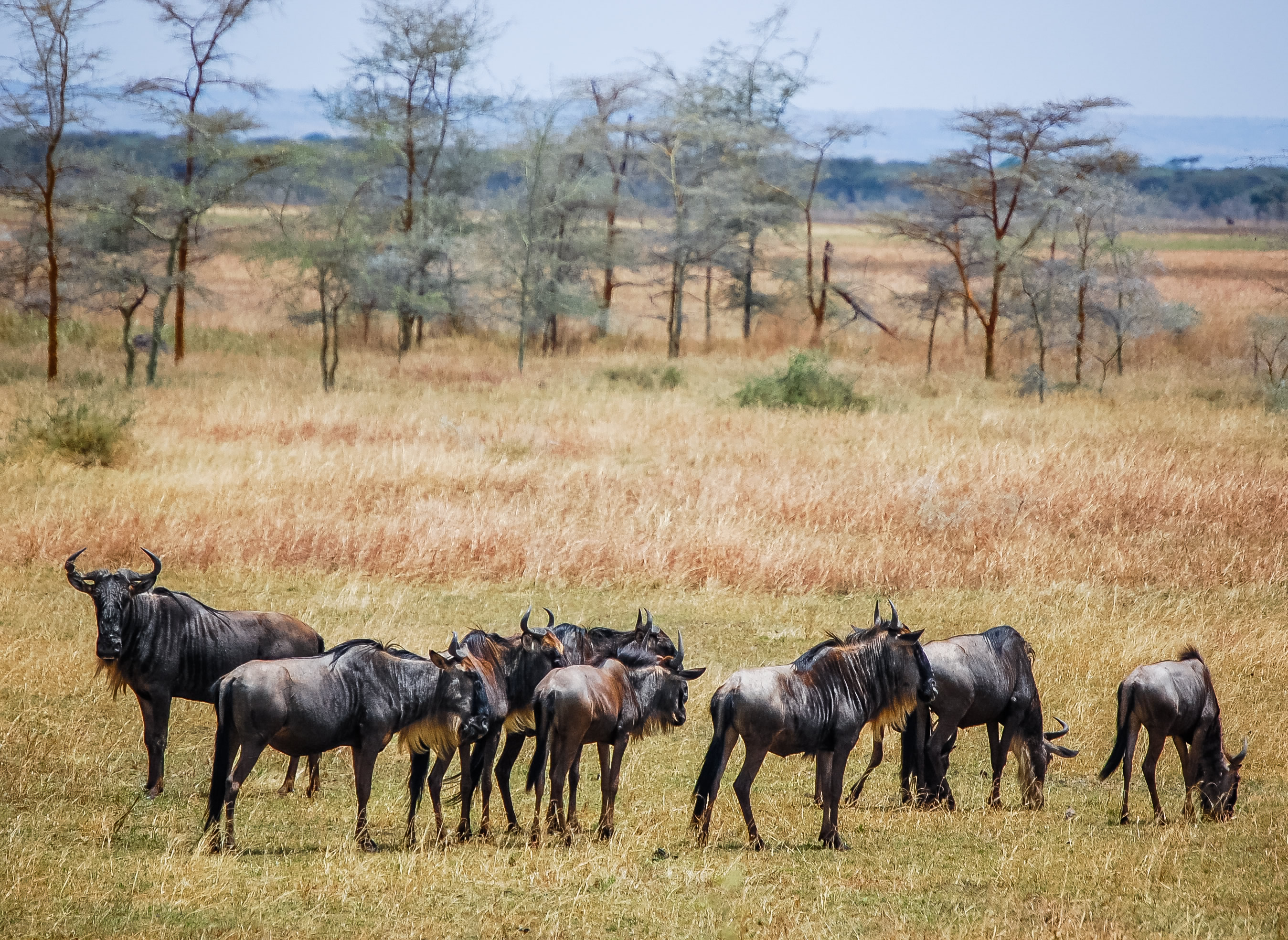 Small herd of blue wildebeest grazing in the Serengeti grassland. Click for larger image.