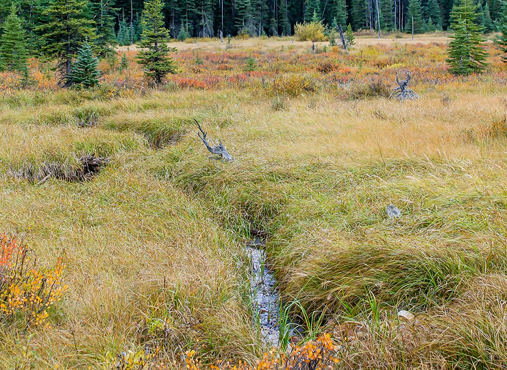 A small alpine river surrounded with a lush meadow. Click for larger image.