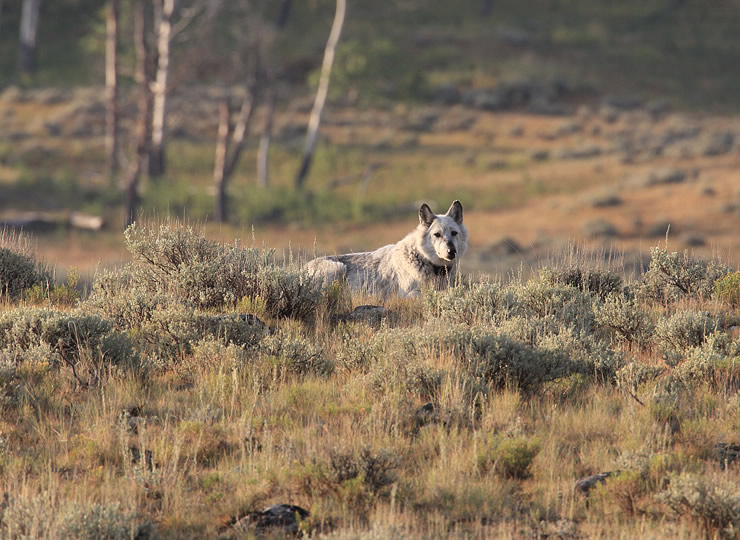 A gray wolf sitting amidst sagebrush and grass. Click for larger image.